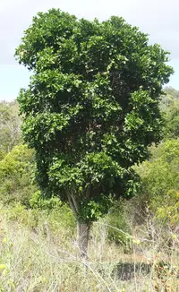 Tuckeroo (Cupaniopsis anacardioides) plant