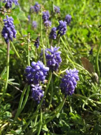 common grape hyacinth