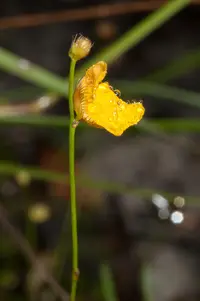 fringed bladderwort