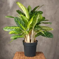 Aglaonema Key Lime™ indoor