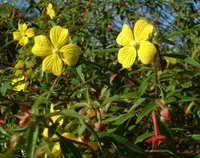 Mexican primrose-willow