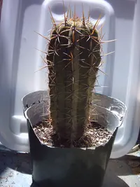Sacred Column Cactus