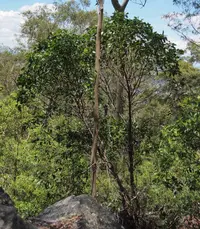 Red Wattle