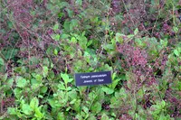 Fame Flower