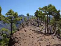 Canary Islands Pine