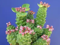 Euphorbia ritchiei blooms