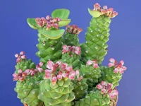 Euphorbia ritchiei blooms