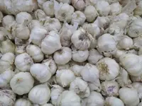 garlic