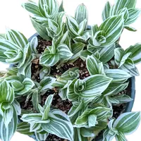 Inch Plant (Tradescantia 'Albovittata') plant