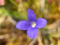 oneflower fringed gentian (Gentianopsis simplex) plant