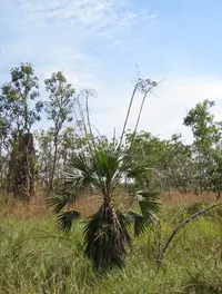 Sand Palm