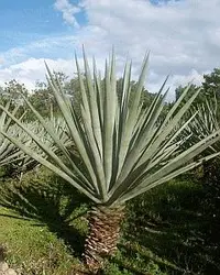 henequen