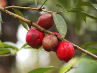 buah mahkota dewa