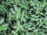 Callisia gentlei