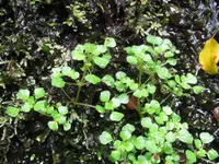 Pacific Island clearweed