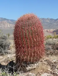 California barrel cactus