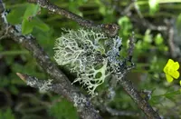 Oakmoss lichen (Evernia prunastri) plant
