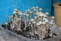 blue meanies