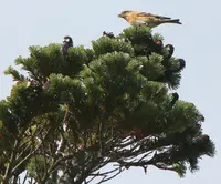 Veitch's Fir