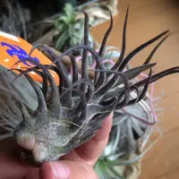 fuzzywuzzy airplant (Tillandsia pruinosa) plant