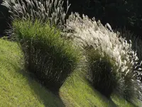 Maiden grass