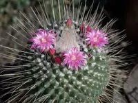 Mammillaria spinosissima