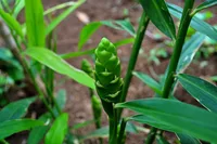ginger