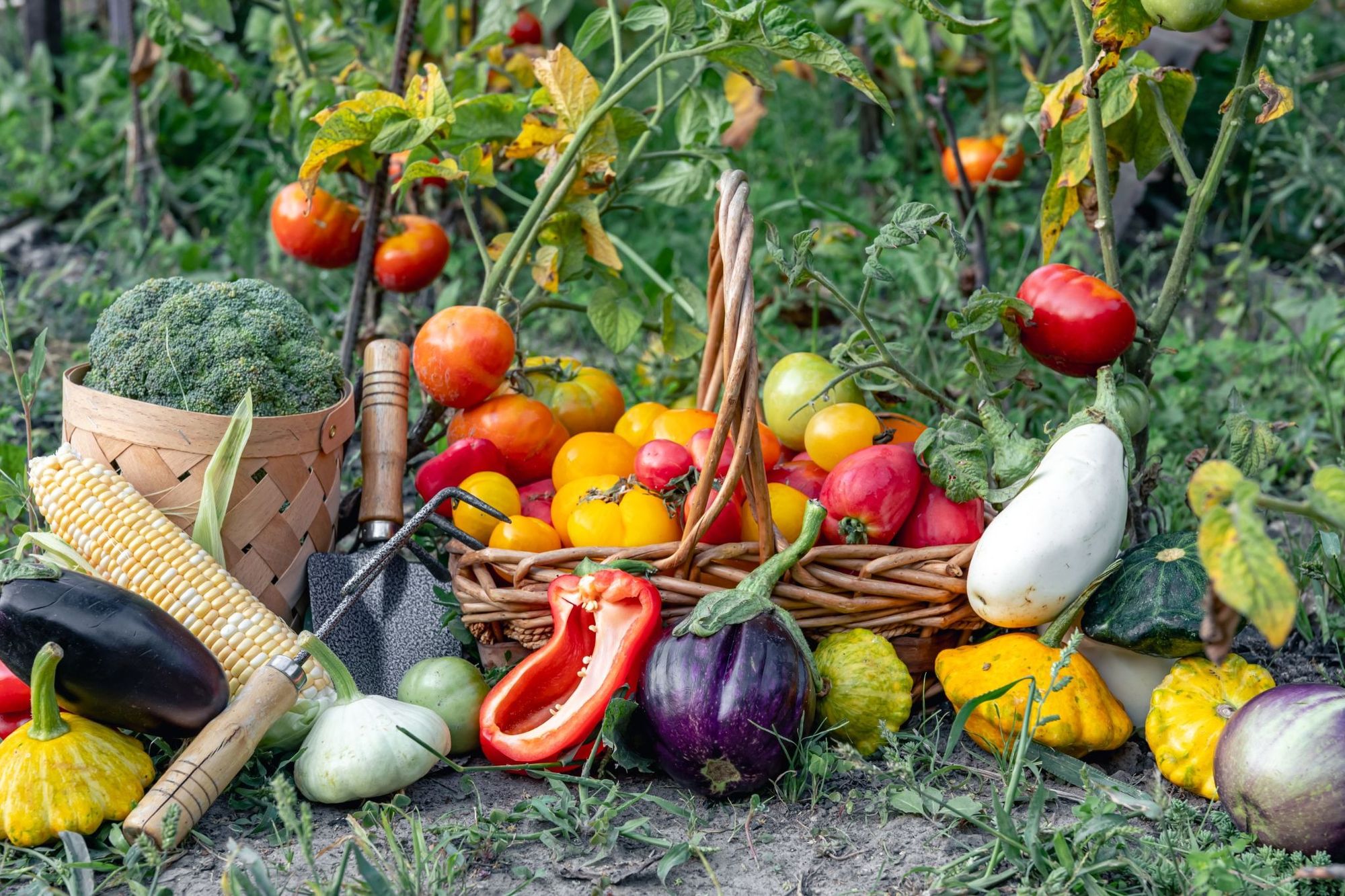 Vegetables