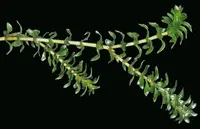 Canadian waterweed