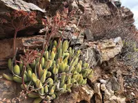 Cotyledon tomentosa