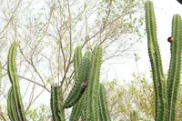 Stenocereus chacalapensis plant