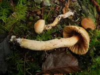 Woolly Pine Spike