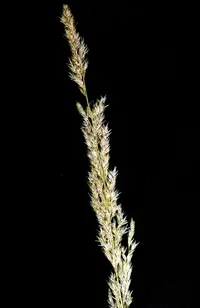 spike bentgrass