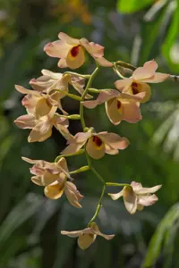 Musky-smelling Dendrobium