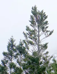 Vejar's Fir
