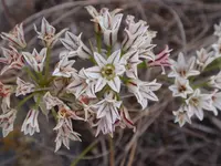 pitted onion (Allium lacunosum) plant