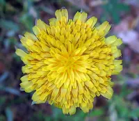 bigflower agoseris (Agoseris grandiflora) plant