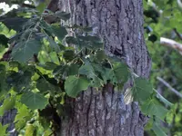 Japanese lime