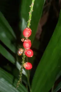 walking stick palm