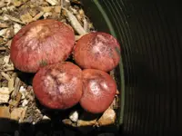 Yellow-gilled Gymnopilus