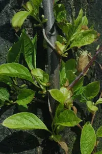 Chinese magnolia-vine