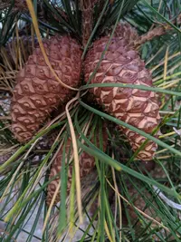 Bishop Pine