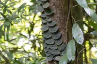 Shingle plant