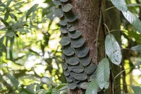 Shingle plant (Rhaphidophora hayi) plant