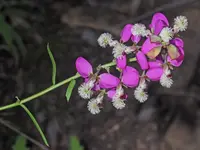 Polygala bracteolata blooms
