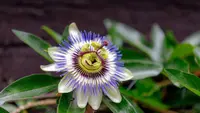 Passiflora caerulea flower
