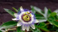 Passiflora caerulea flower
