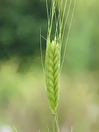 Einkorn Wheat