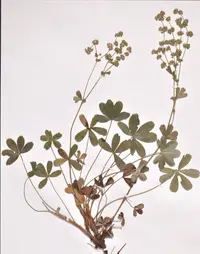 Alchemilla transiens