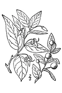 southern mountain cranberry